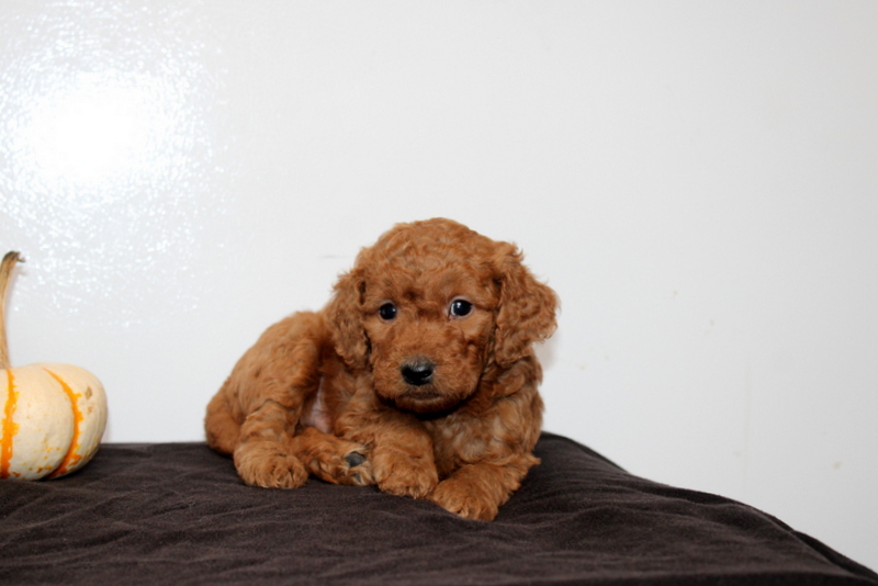 puppy, for, sale, Mini Golden Doodle F2, Matthew B. Stoltzfus, dog, breeder, Gap, PA, dog-breeder, puppy-for-sale, forsale, nearby, find, puppyfind, locator, puppylocator, aca